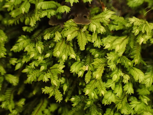 Dinckleria pleurata