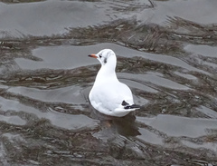 Chroicocephalus ridibundus