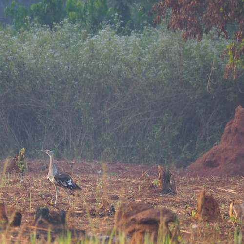 Denham's Bustard