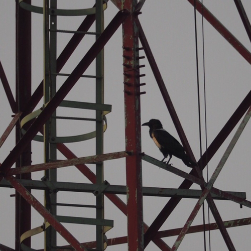 Pied Crow