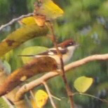 Woodchat Shrike