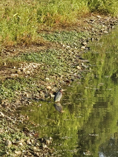 Green Heron photographed in Indiana