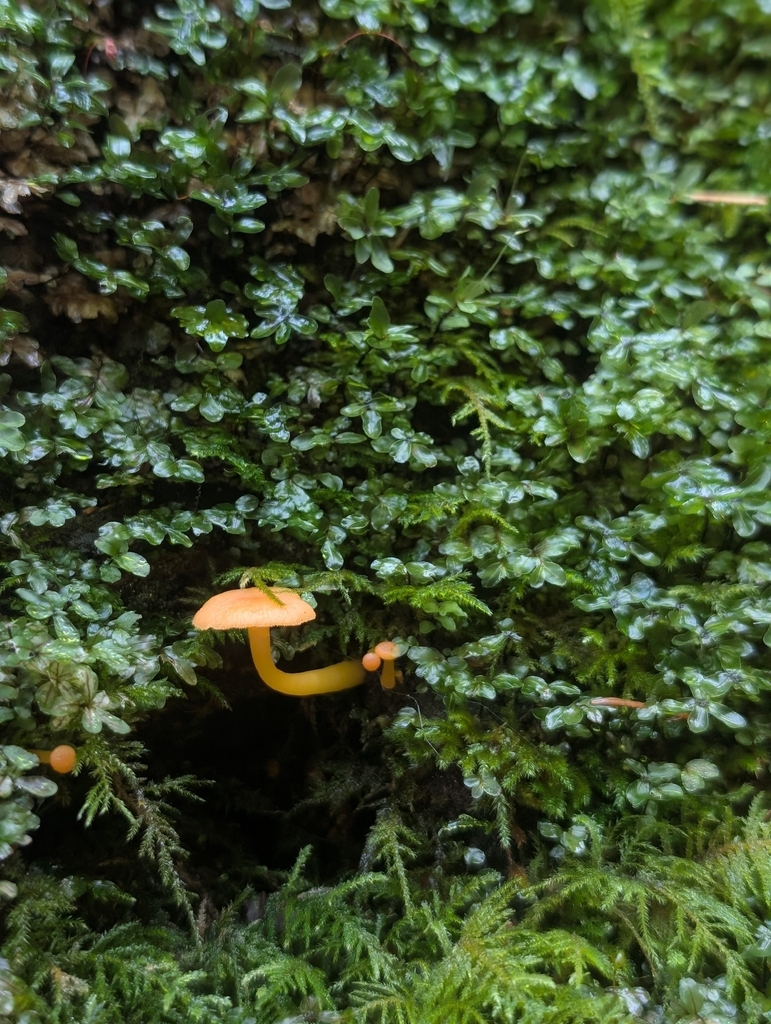 Chrysomphalina aurantiaca