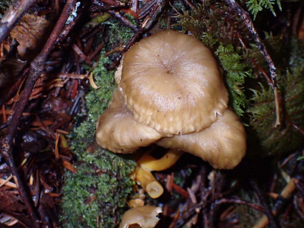 Craterellus tubaeformis · November 2025 · photo: © rambryum (iNaturalist, cc0)