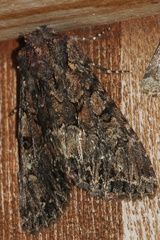 Mniotype adusta