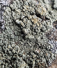 Rhizoplaca opiniconensis