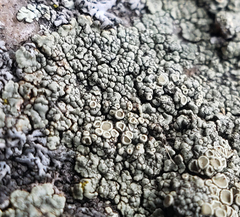 Rhizoplaca opiniconensis