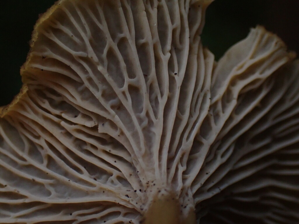 Craterellus tubaeformis · November 2025 · photo: © rambryum (iNaturalist, cc0)