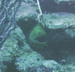 Gymnothorax funebris