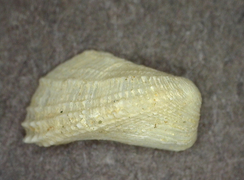 Milneria kelseyi, 2025-10-08