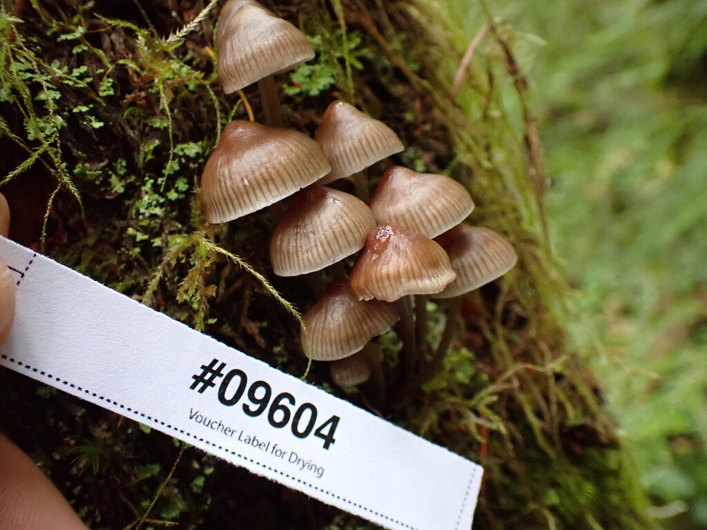 Mycena sp. 'maculata-IN01' · November 2025 · photo: © rambryum (iNaturalist, cc0)