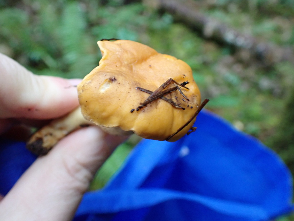 Cantharellus formosus · November 2025 · photo: © rambryum (iNaturalist, cc0)