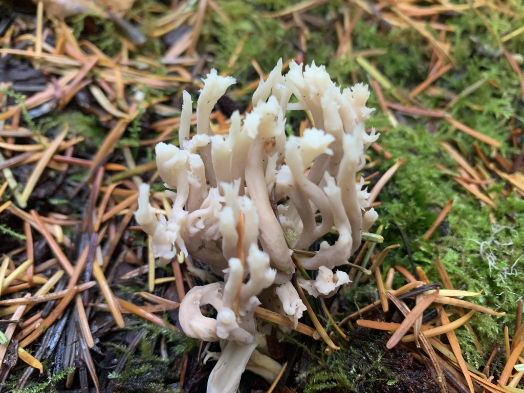 Clavulina coralloides · November 2025 · photo: © davidbroadland (iNaturalist, cc0)