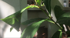 Oecophylla smaragdina