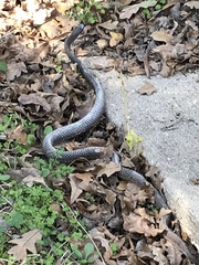 Masticophis flagellum