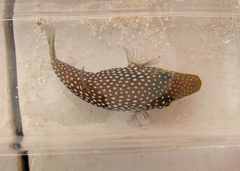 Canthigaster punctatissima