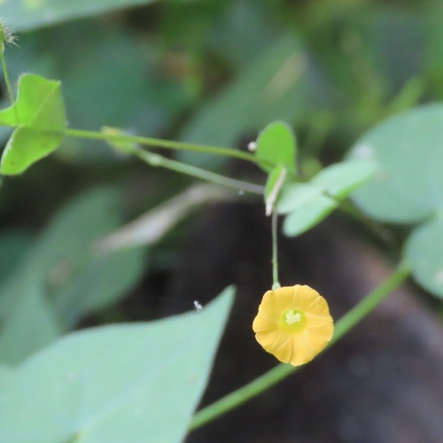 Ipomoea minutiflora (Ipomoea minutiflora)