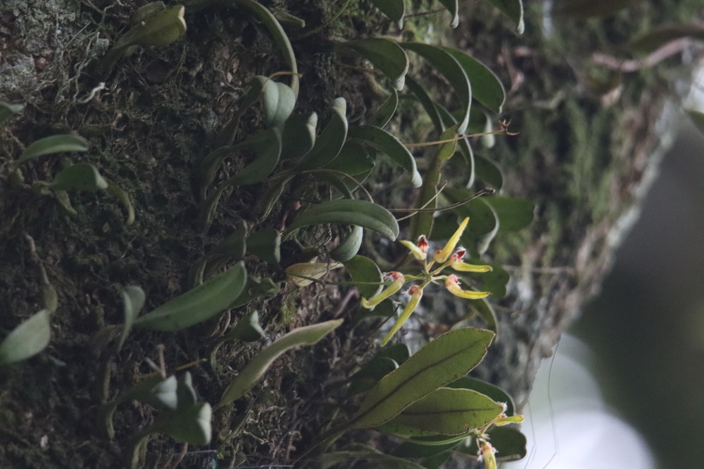 Bulbophyllum fimbriperianthium