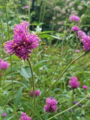 Gomphrena pulchella