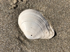 Austromacoma constricta