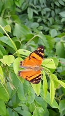 Hypanartia lethe