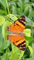 Hypanartia lethe