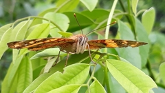 Hypanartia lethe