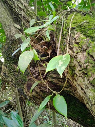 Hoya nicholsoniae observed 2025-10-30
