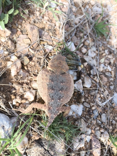 Rock Horned Lizard, Phrynosoma ditmarsi