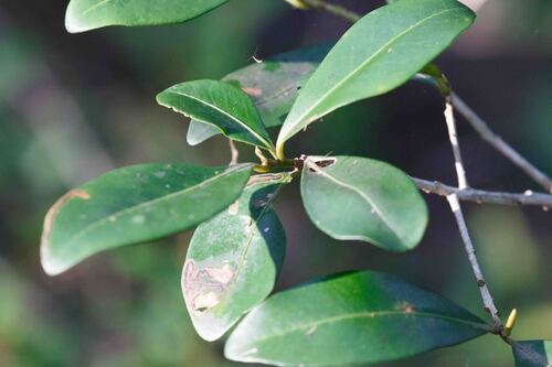 Myrsine variabilis observed 2025-11-12