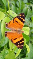 Hypanartia lethe