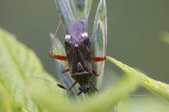 Closterotomus biclavatus