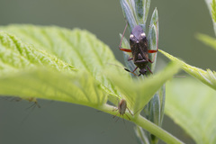 Closterotomus biclavatus