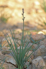 Asphodelus tenuifolius