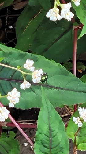 Unknown species found near Clemson University, SC, USA