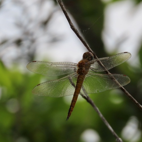 Wandering Glider (Pantala flavescens)