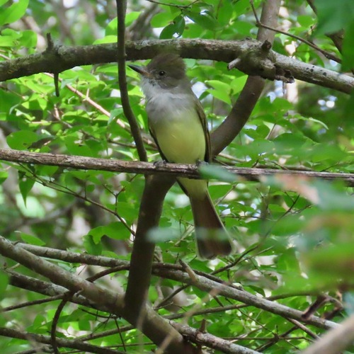 Nutting's Flycatcher (Myiarchus nuttingi)