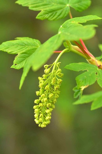 Platanalapis klevas nuotrauka