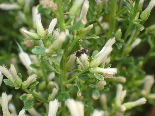 iNaturalist observation photo of Flies
