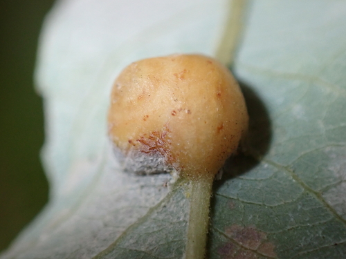 iNaturalist observation photo of Willow Apple Gall Sawfly