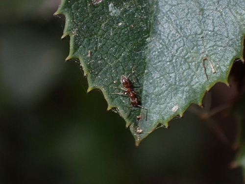 iNaturalist observation photo of Argentine Ant