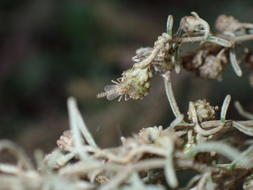 iNaturalist observation photo of Non-biting Midges