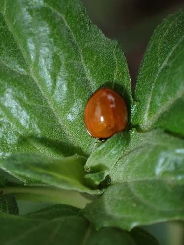 iNaturalist observation photo of Spotless Lady Beetle