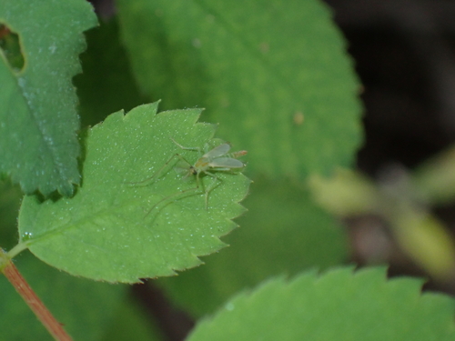 iNaturalist observation photo of Non-biting Midges