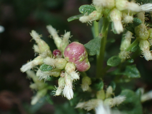 iNaturalist observation photo of Coyote Brush Bud Gall Midge