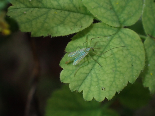 iNaturalist observation photo of Non-biting Midges
