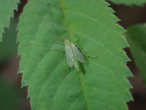 iNaturalist observation photo of Chironomini