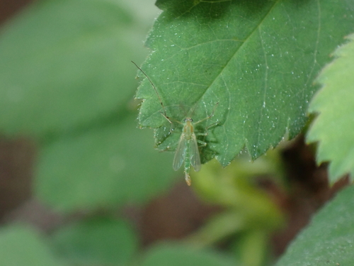 iNaturalist observation photo of Goeldichironomus amazonicus