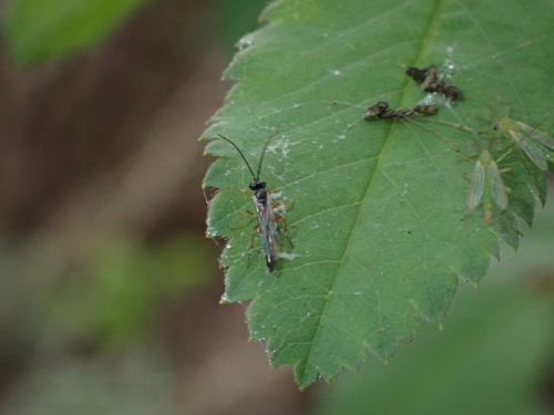 iNaturalist observation photo of Ichneumonid Wasps