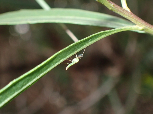 iNaturalist observation photo of Non-biting Midges